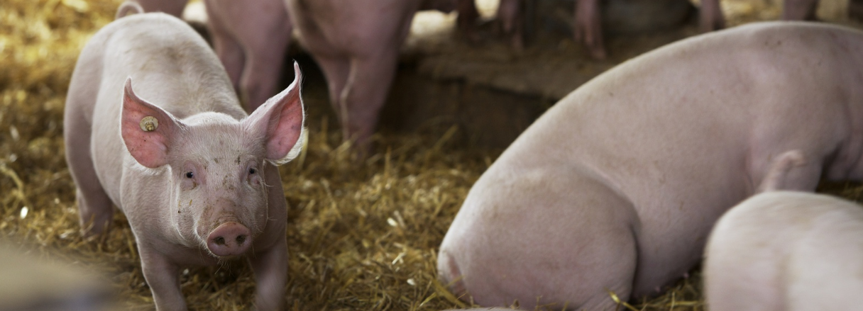 高壓清(qīng)洗機